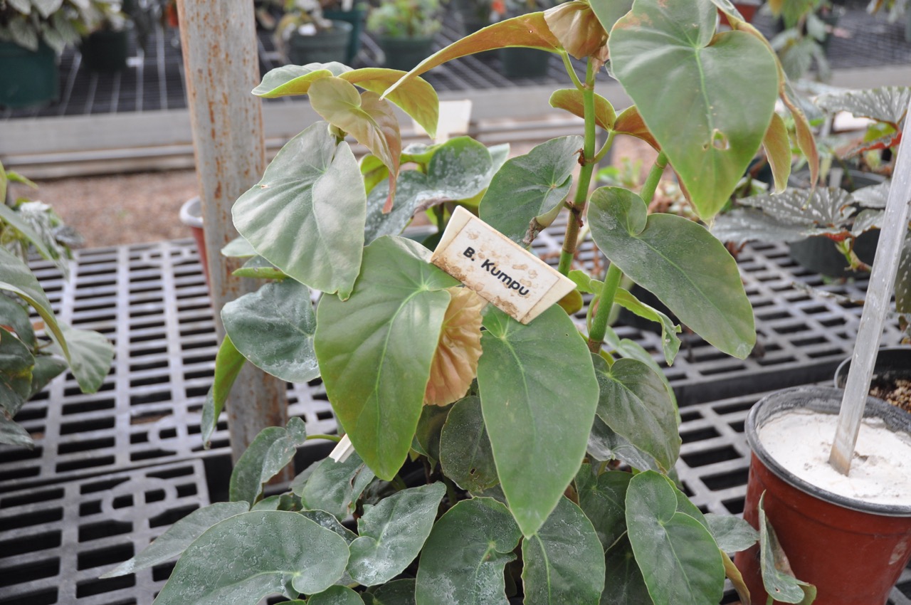 B. ‘Kumpu’